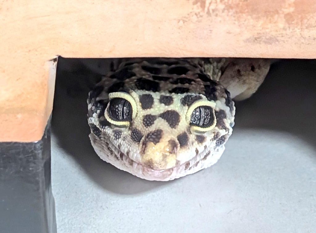 皎月院空狐 tweet media