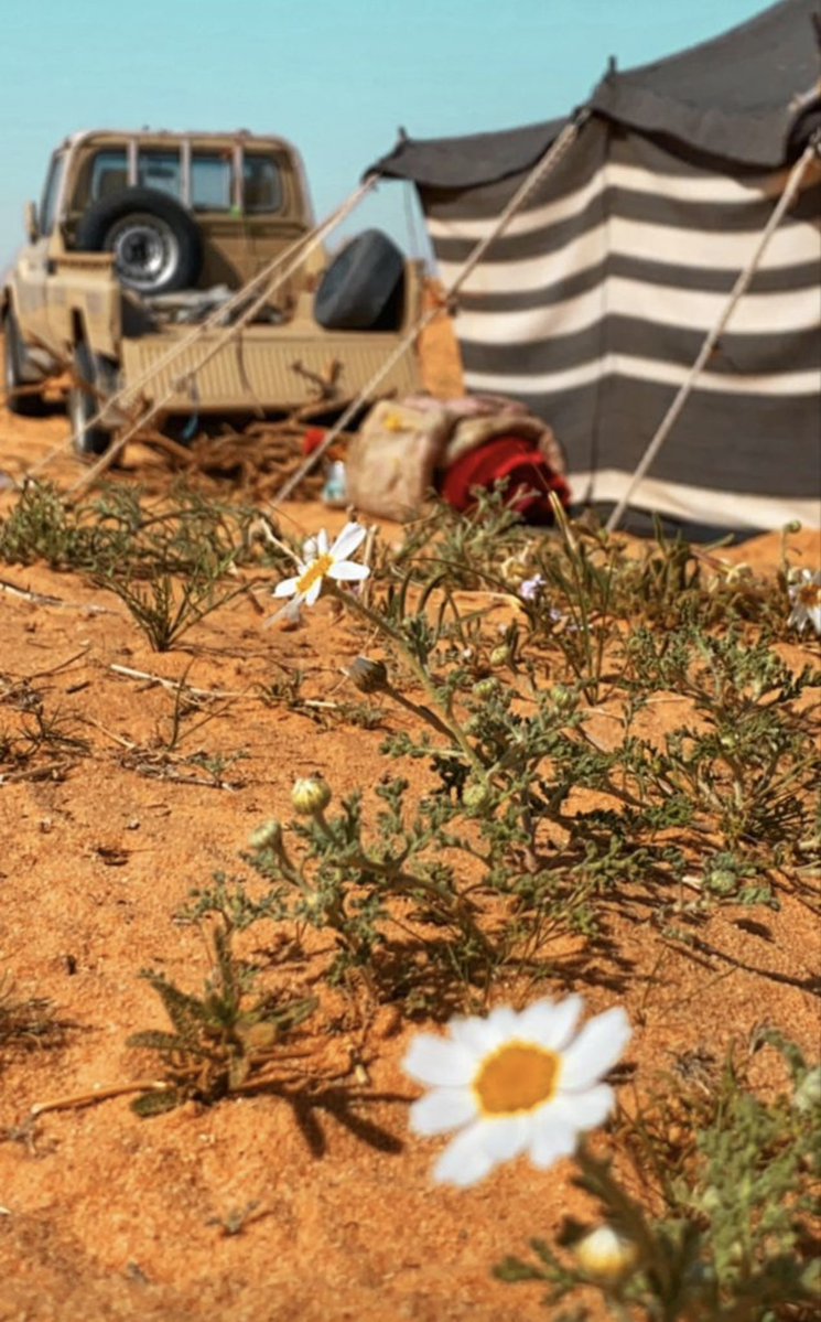 قروب اشعار tweet media