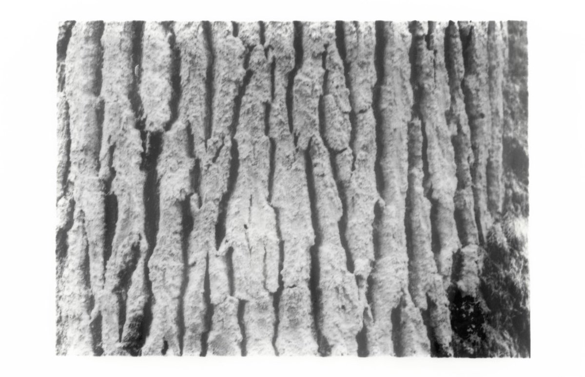 ᆞ𝒵ᆞᆞ𝑜 ᆞ𝑒 tweet media