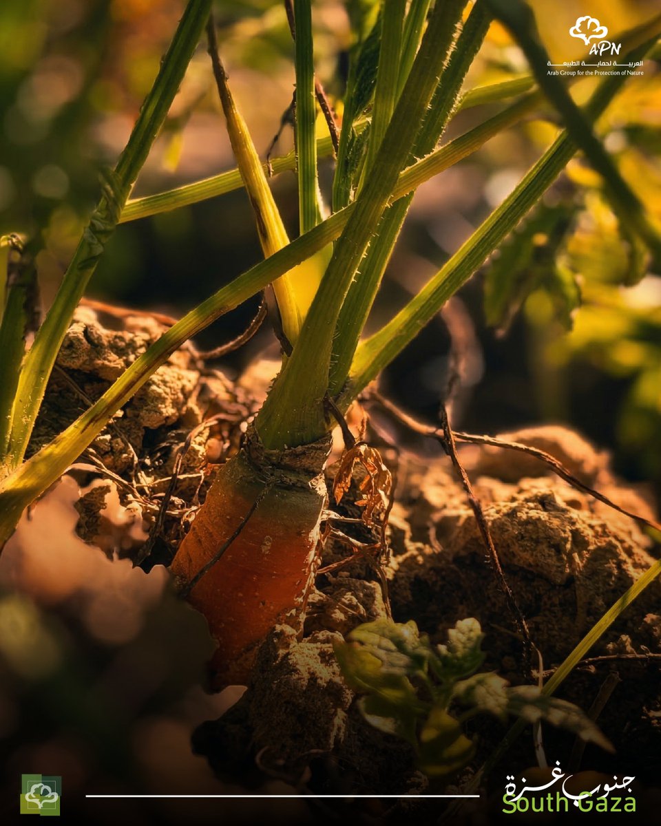 العربية لحماية الطبيعة - APN tweet media