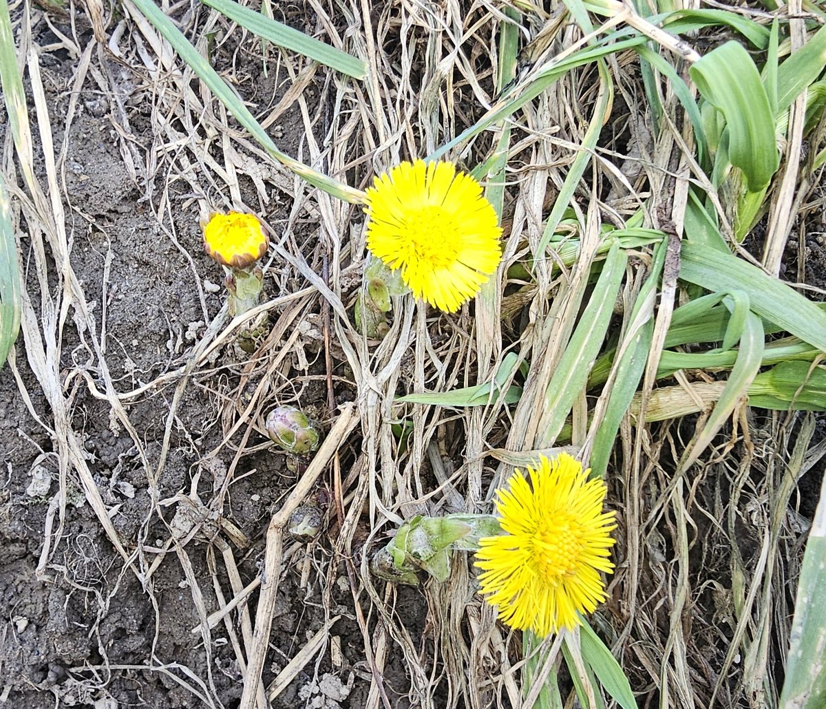 Alex Nöller tweet media