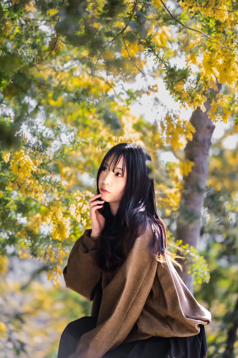 ミモザ