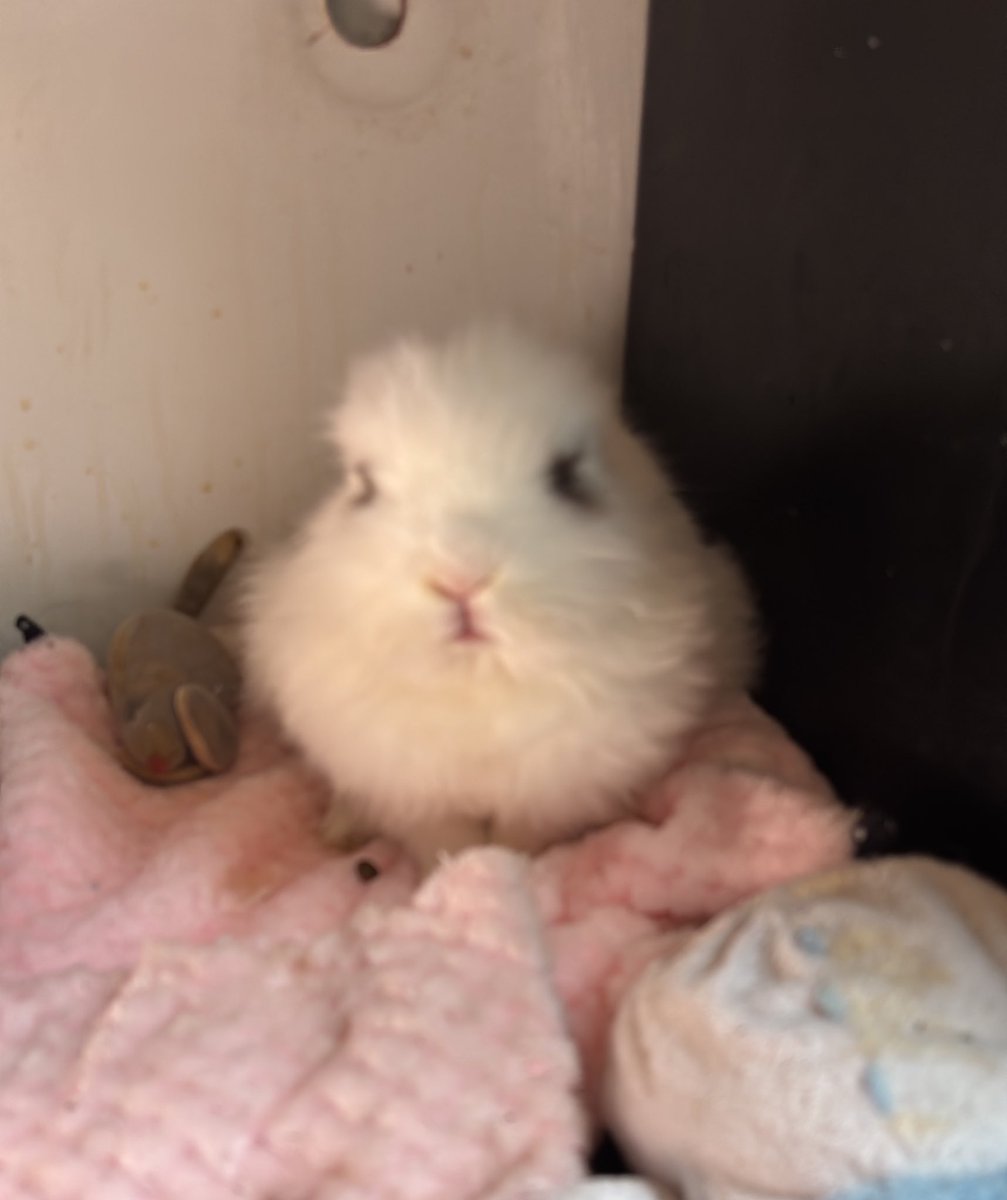 kikisita pugsita ꒰ ◜༝◝ ྀིᥩ tweet media