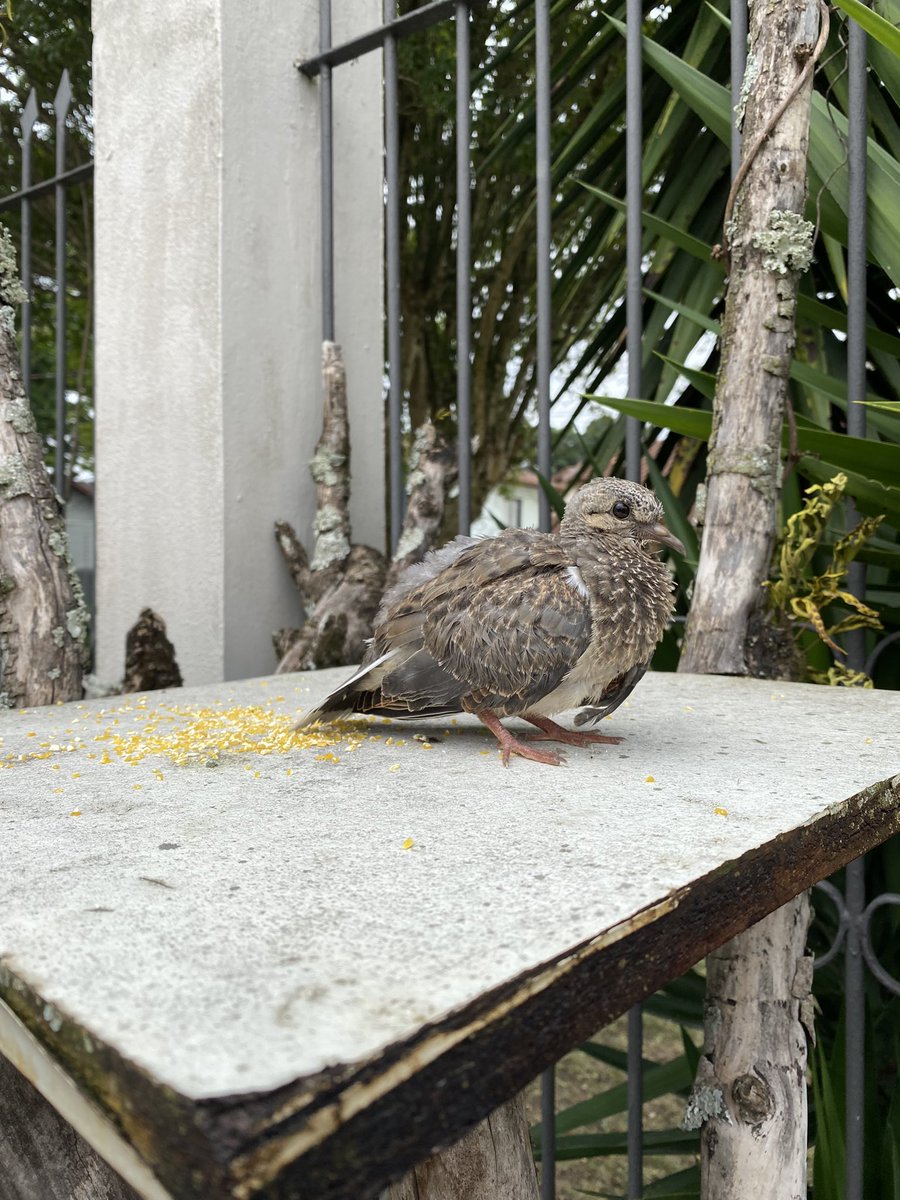 elly gatopostagem tweet media