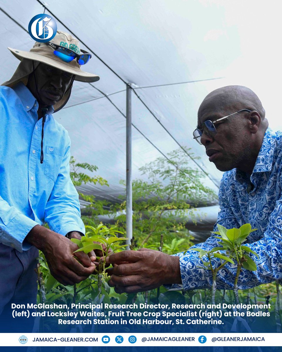 Jamaica Gleaner tweet media