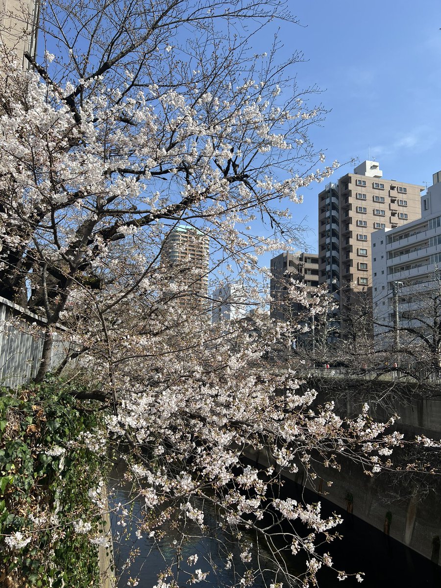 ボトックス解除鍼・ボトックス修正/デザイン美容鍼®︎/東京目白/竹田竜太鍼灸整骨院 tweet media