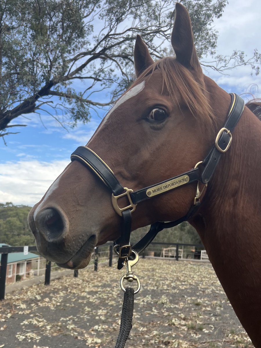 Lunar & Sunny 🐴 tweet media