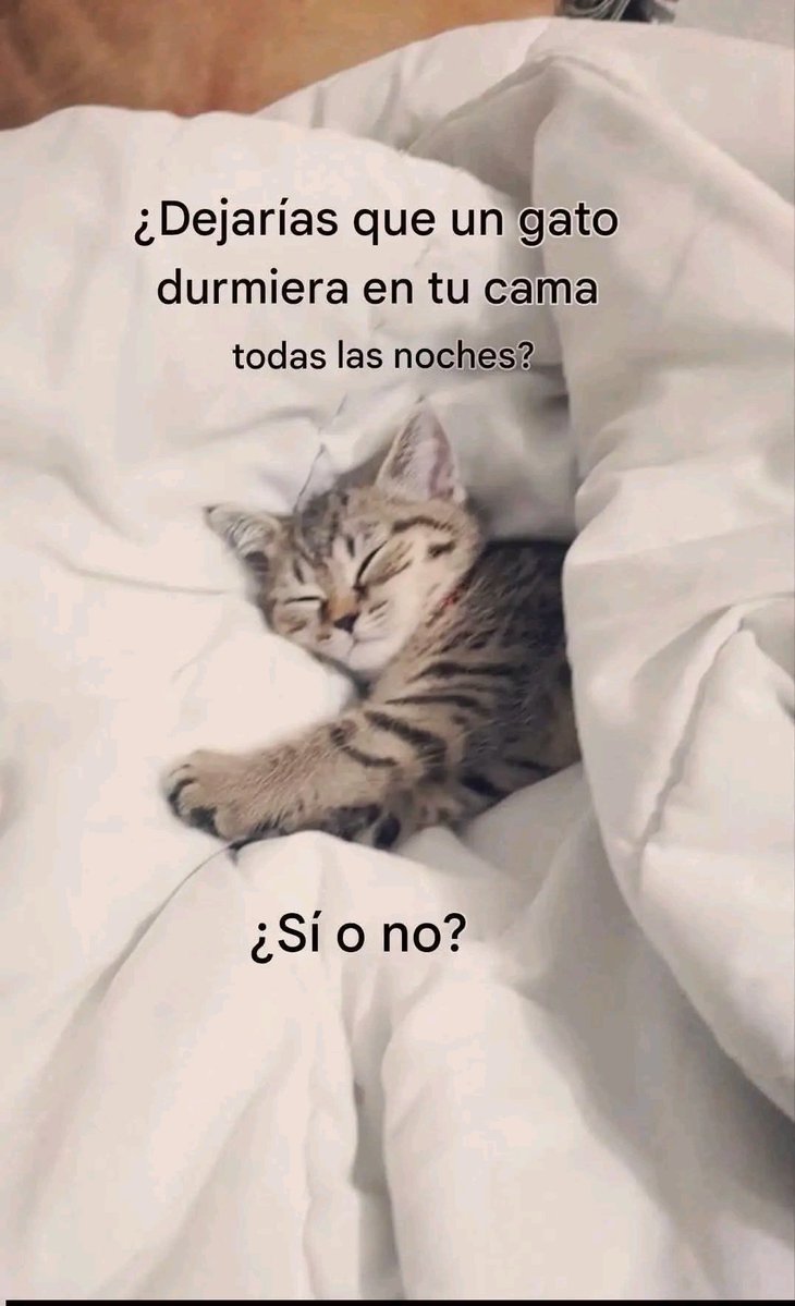 Tio Felino (Leo) tweet media