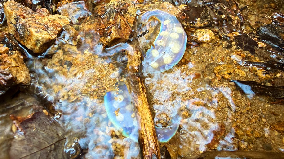 ナミウモ tweet media