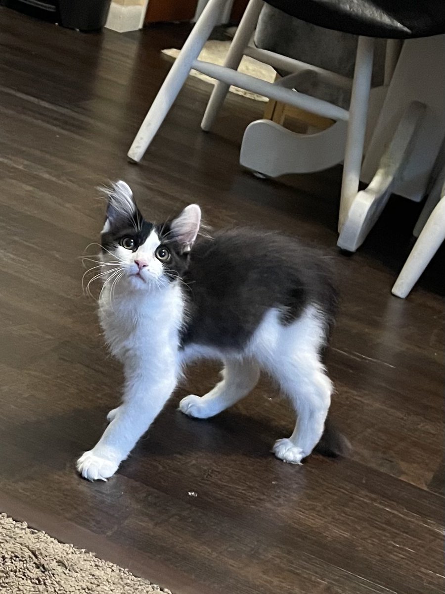 pepper 🌶️ & lugosi 🧛🏻‍♂️ tweet media