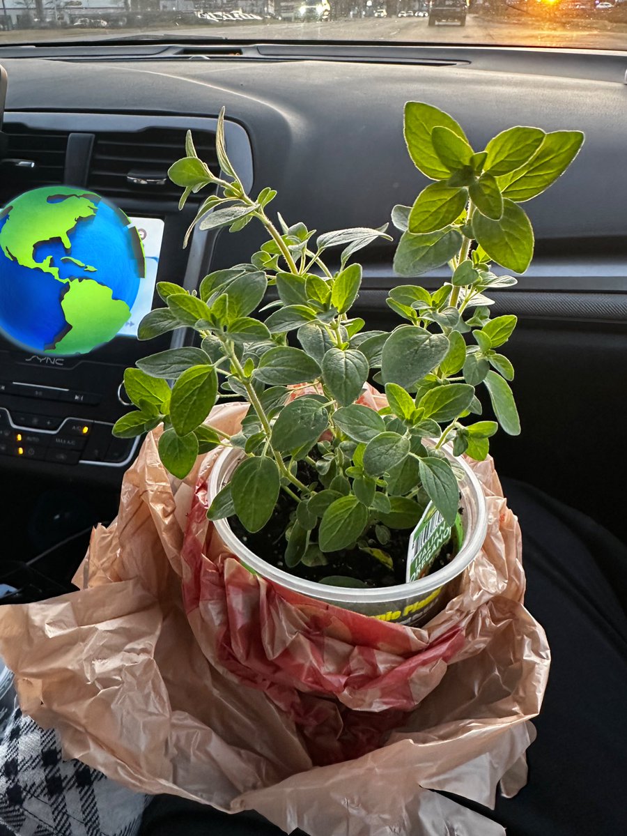 CedarMoth tweet media