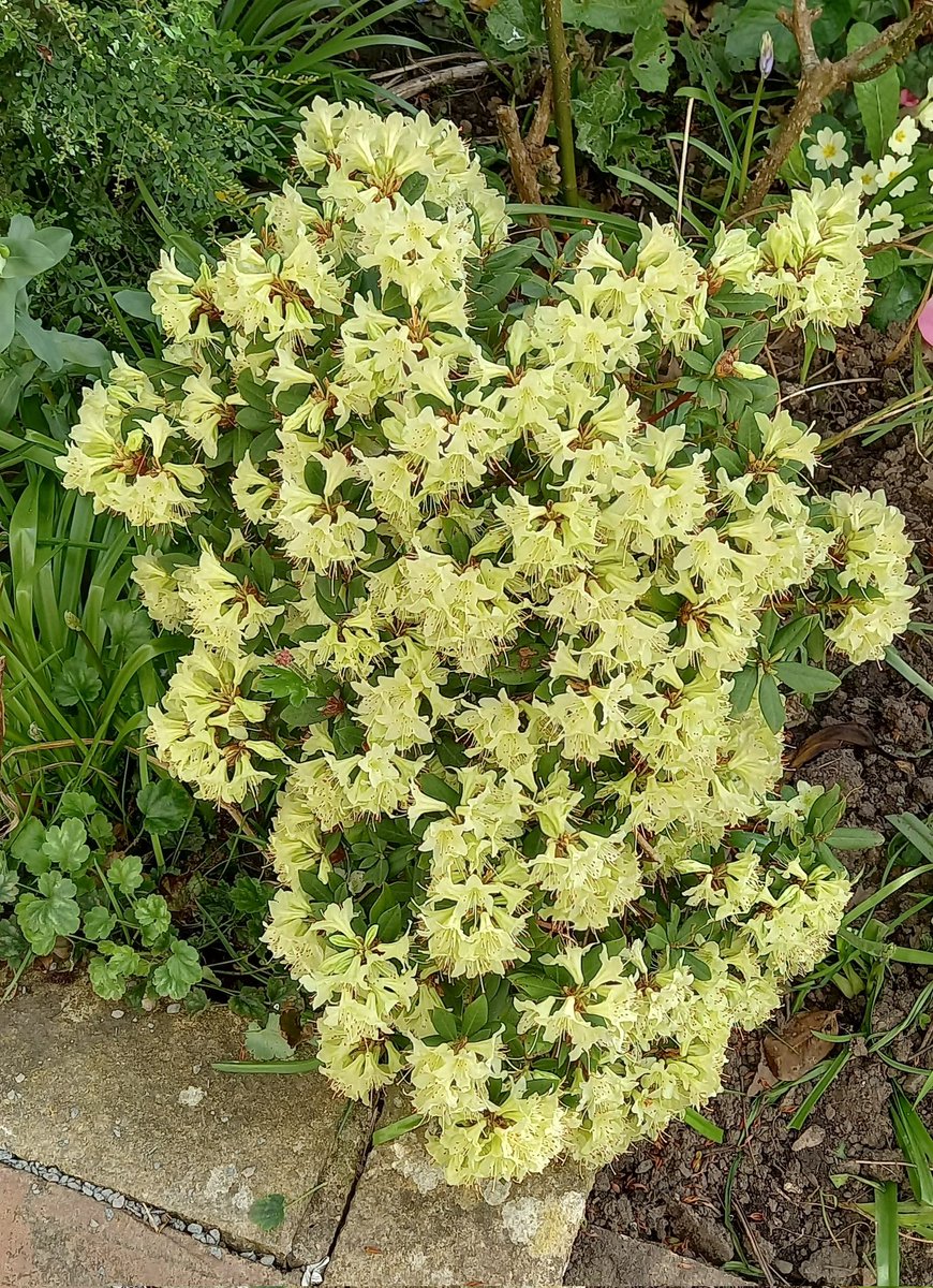 Graham Andrews (Graham's Garden Buddies) tweet media