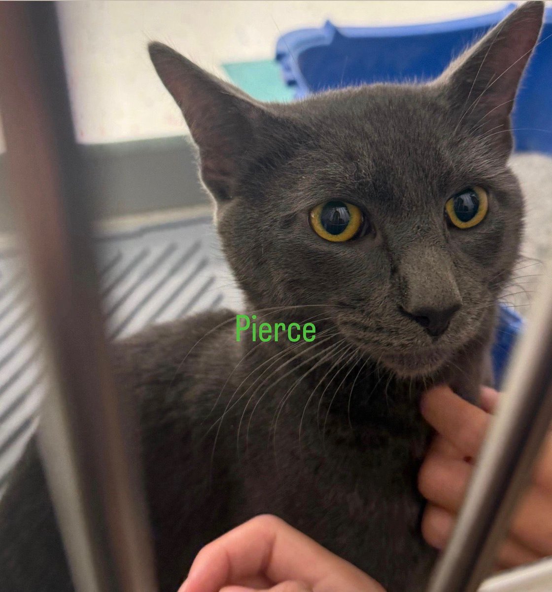 Rescue Ridge tweet media