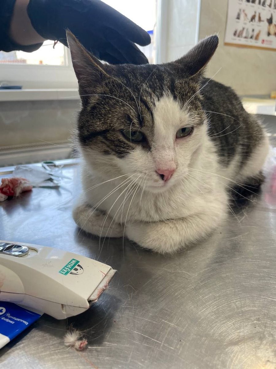 ще один кіт з лапою🥲🥲🥲🥲

пупусік, дуже ніжний хлопчик, вчора зранку зловила його, знайома дівчина завезла в ту ж саму клініку, де шарлотта 

вона ним буде займатись, але якщо буде можливість допомогти з рахунками, то можна на баночку шарлотти по 2 грн
send.monobank.ua/jar/3SndtEr1F6