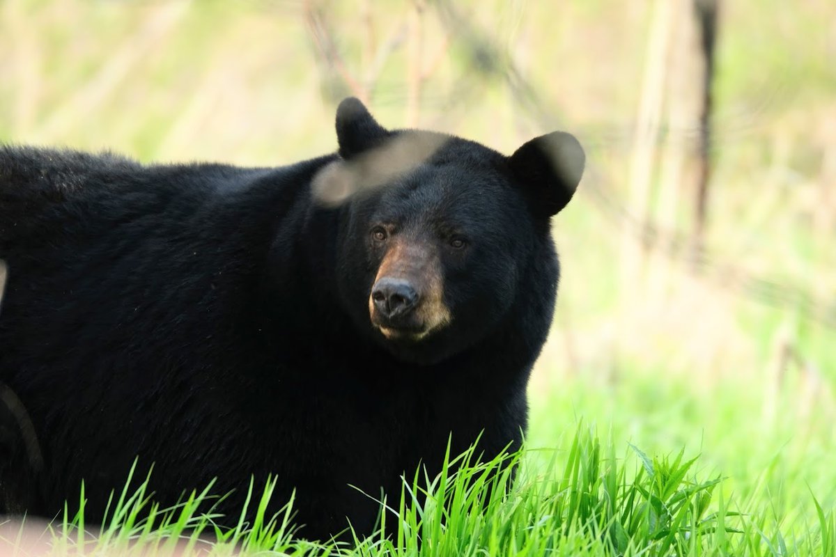 Sleeping Bear Dunes National Lakeshore tweet media