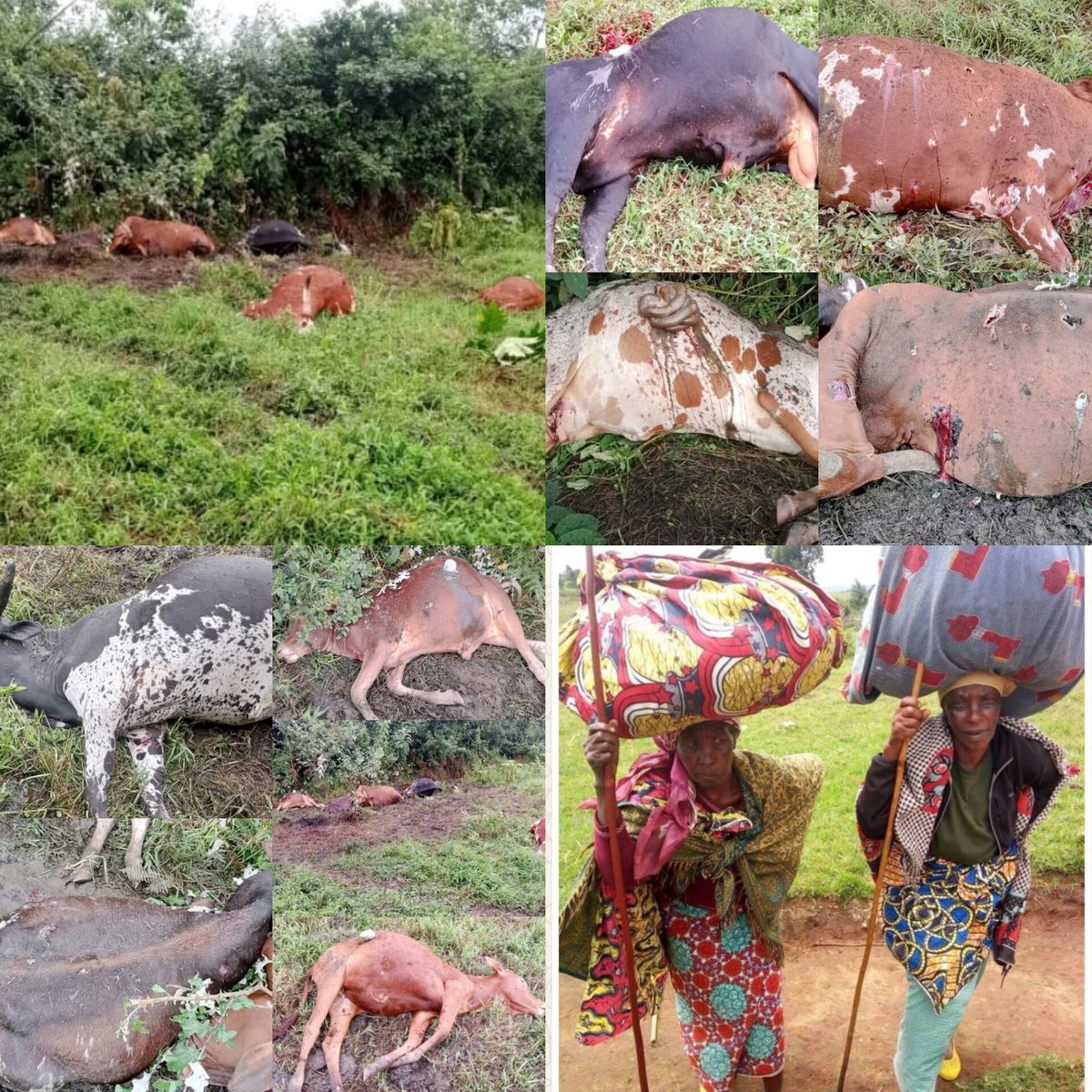 🇨🇩𝙈𝙐𝙏𝙀𝙎𝙄_𝙍𝘿𝘾𝙊𝙉𝙂𝙊🇨🇩 tweet media