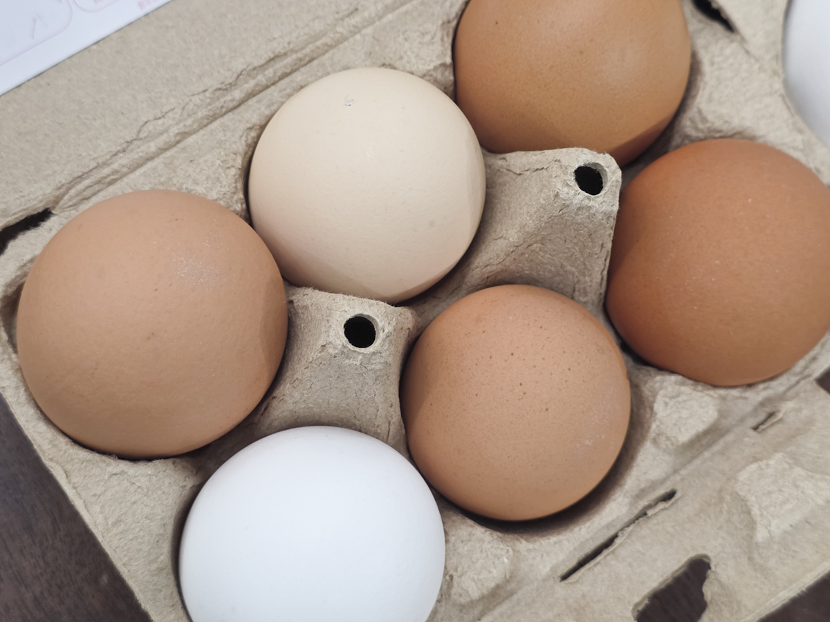 和び紗びじゅーおーむじん公式 tweet media