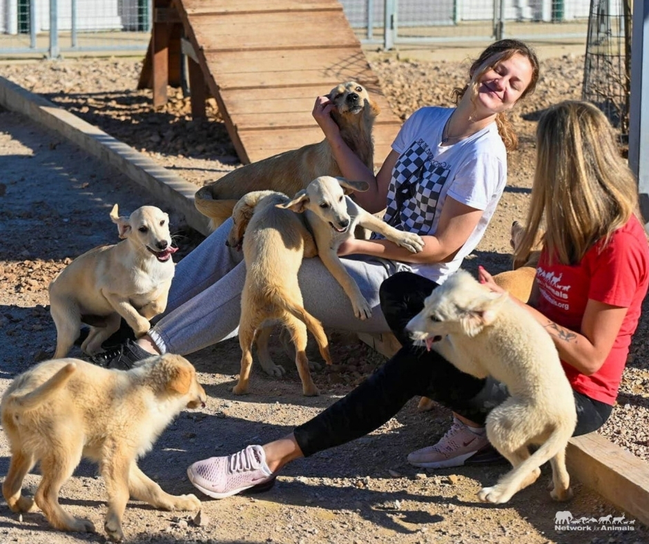 Network For Animals 🐾 tweet media