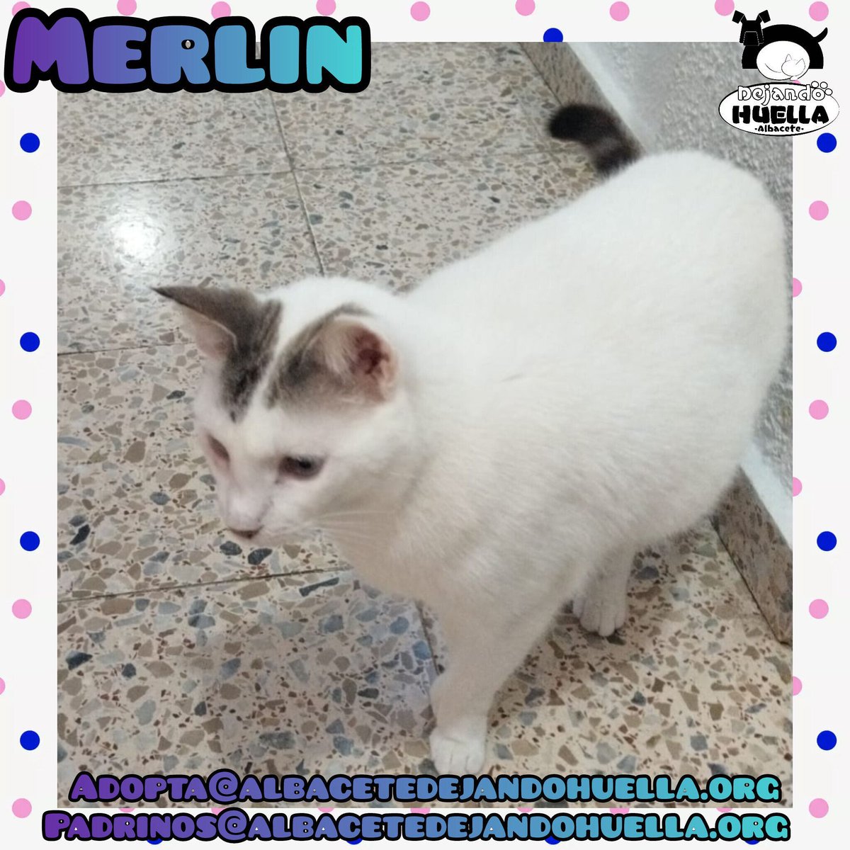 Dejando Huella Albacete tweet media