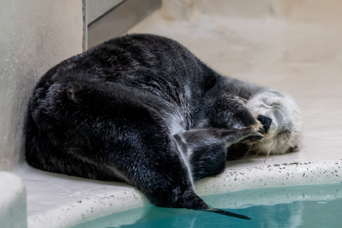 スコンブ3rd tweet media