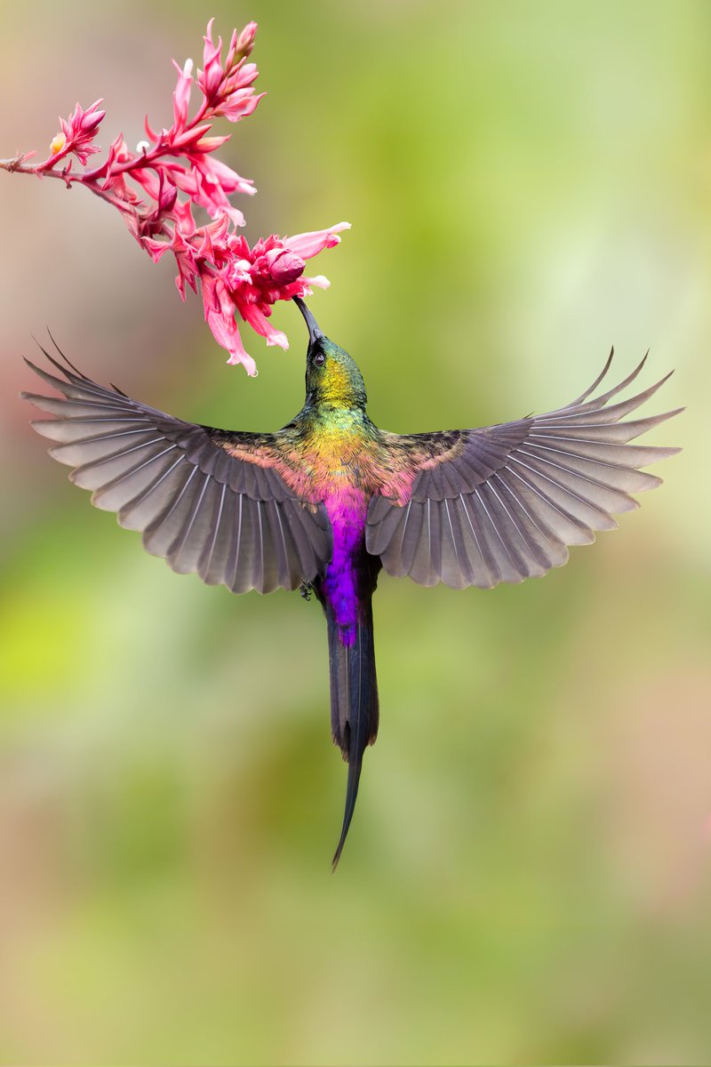 Kenyanbirder tweet media