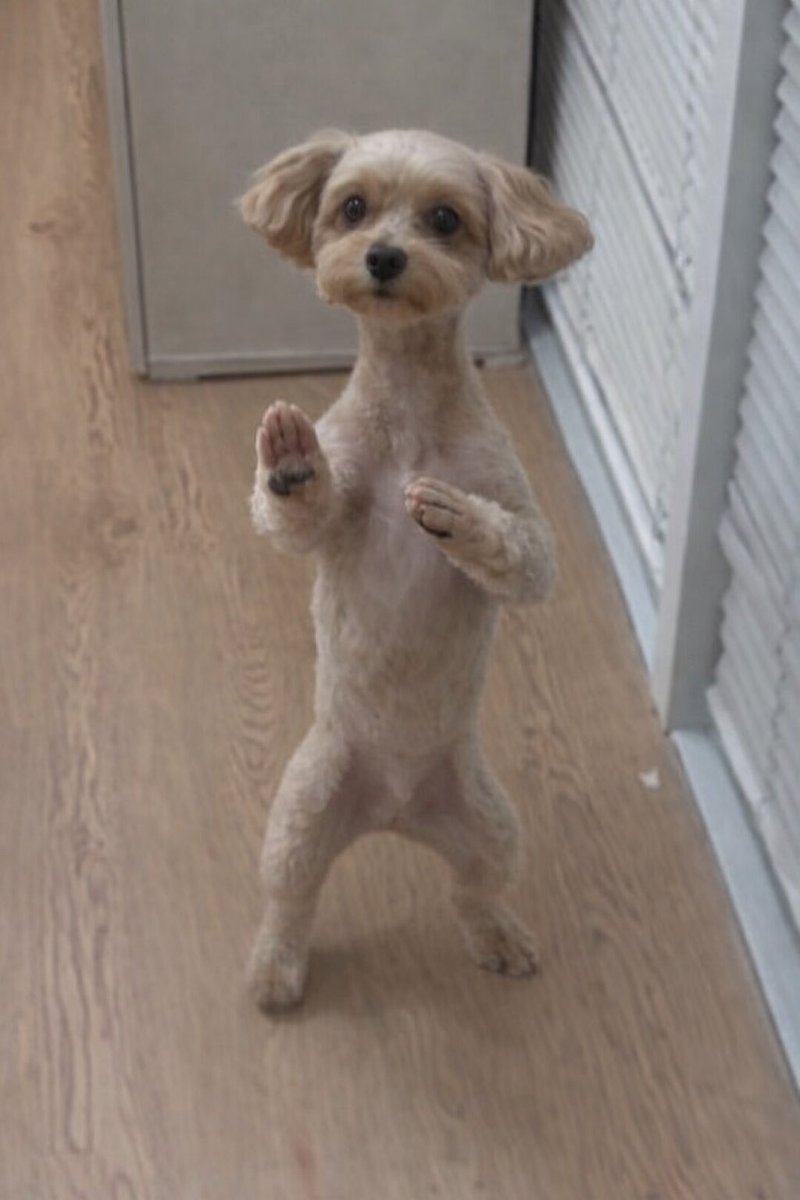 스타견 낫또 tweet media