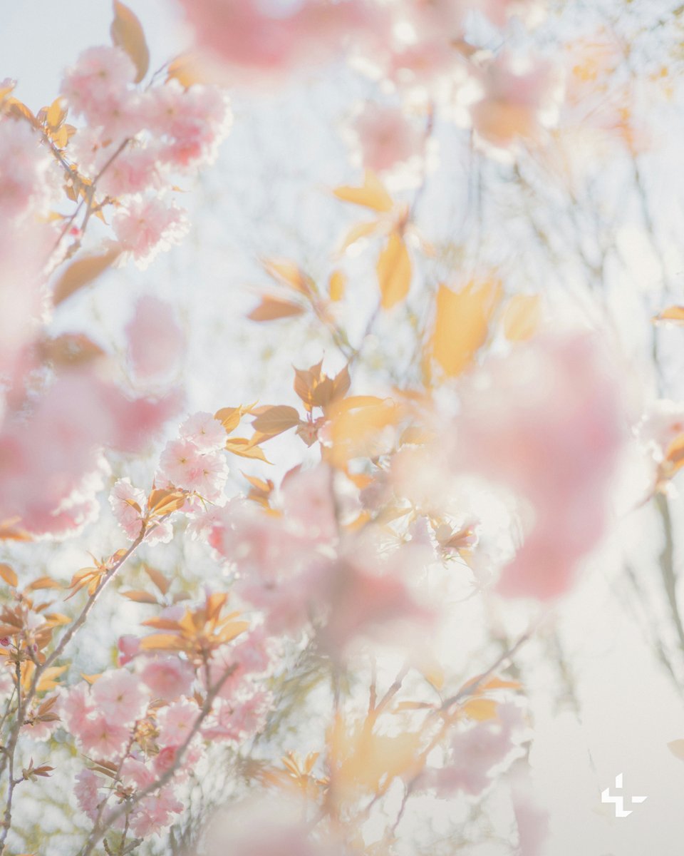 Unsplash tweet media