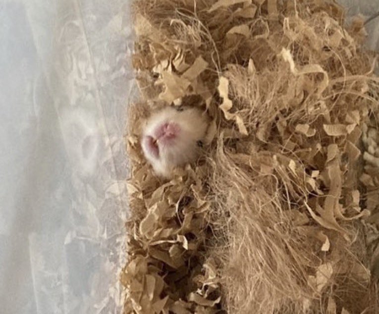 두루미 DURUMI tweet media