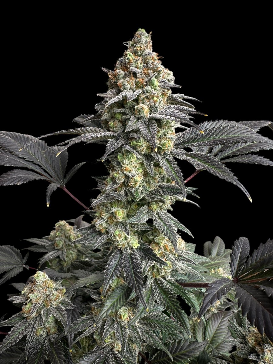 TERPYZ MUTANT GENETICS tweet media