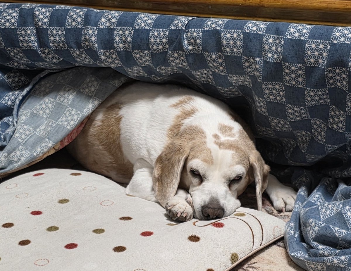 れいん tweet media