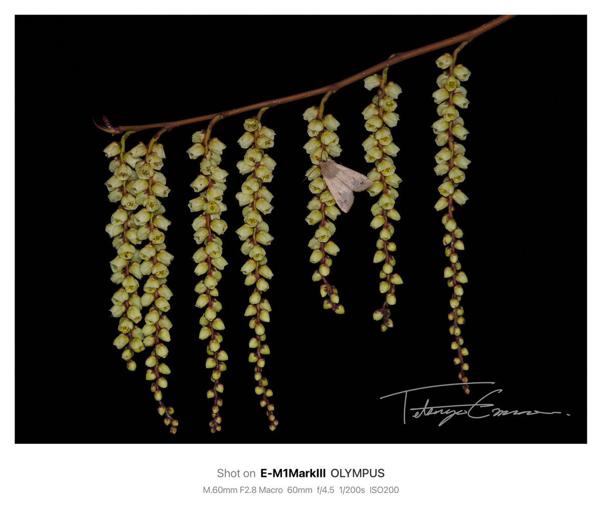 EMURA Tetsuya tweet media