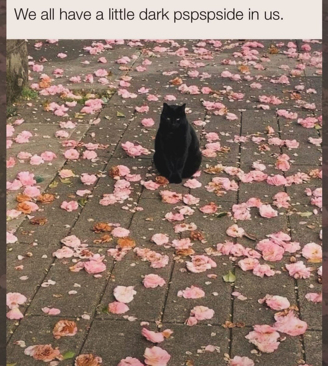 Punch Cat tweet media