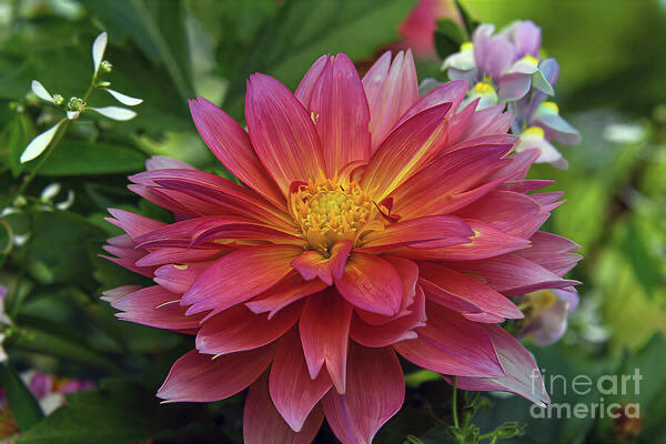 Diana Mary Sharpton tweet media