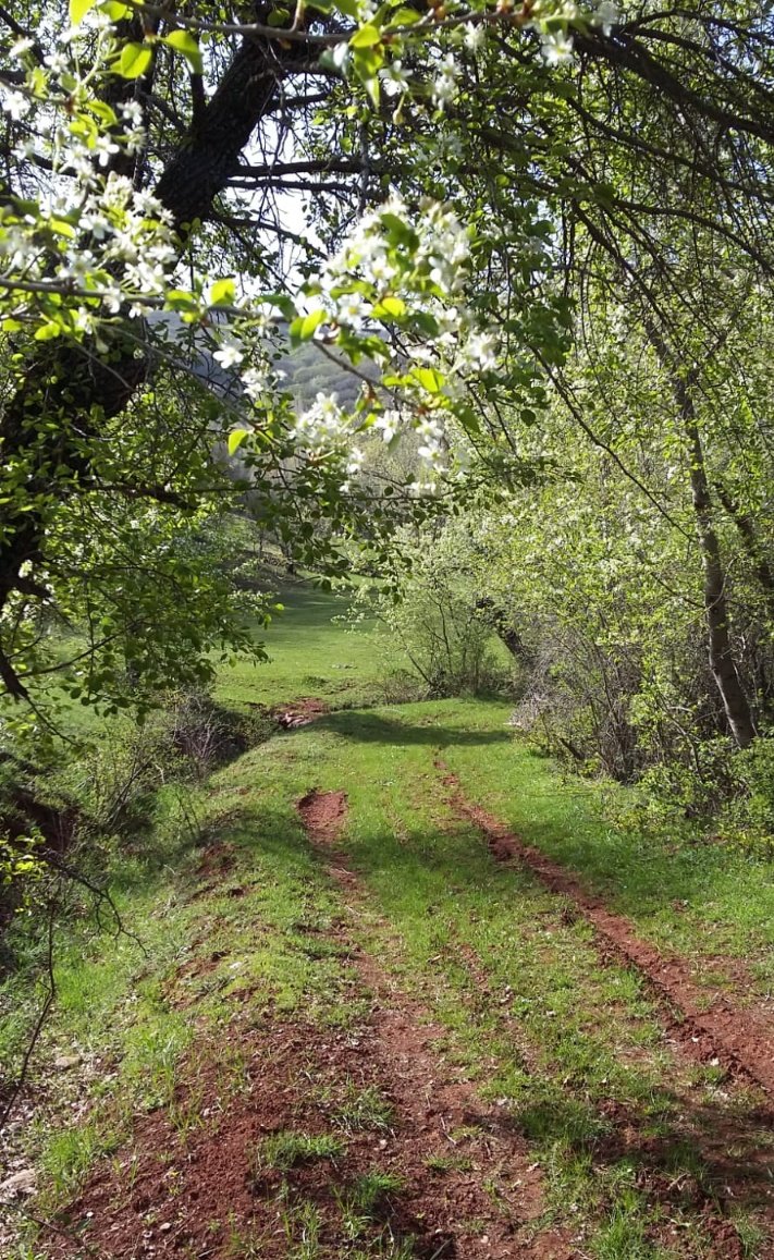 ROJBEYAN tweet media