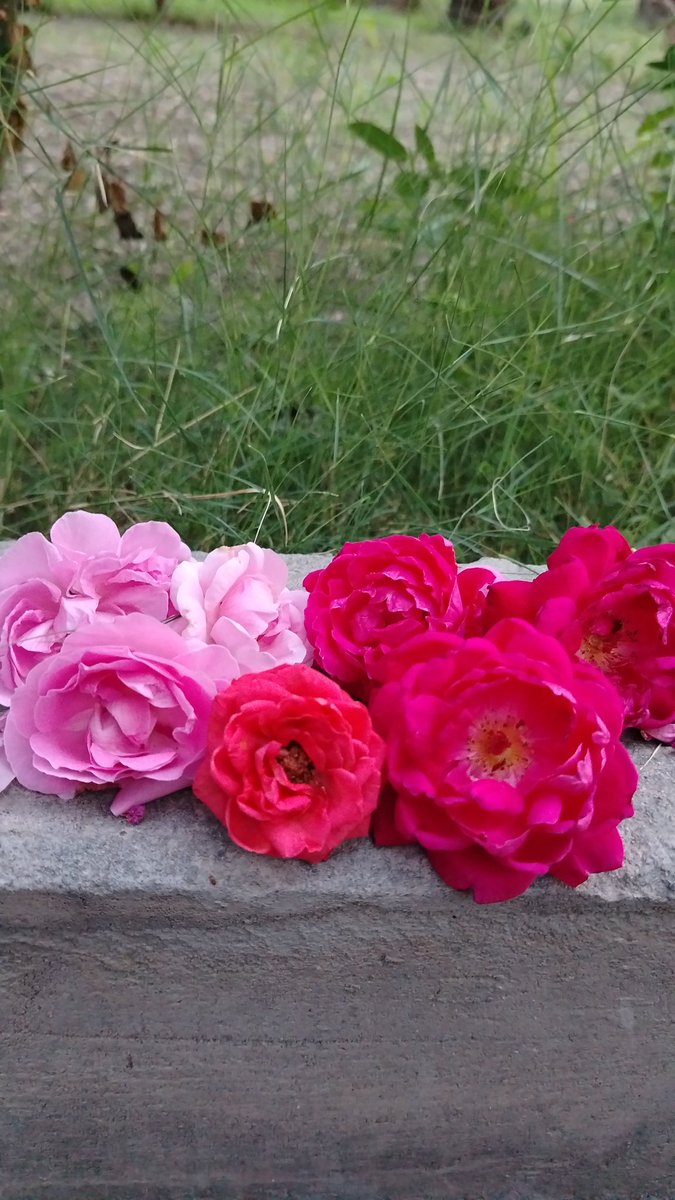 ~زيــــانوهـ~ tweet media