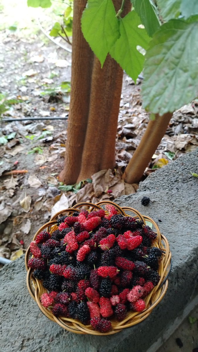 ~زيــــانوهـ~ tweet media