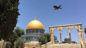 Fadel Soliman فاضل سليمان tweet media