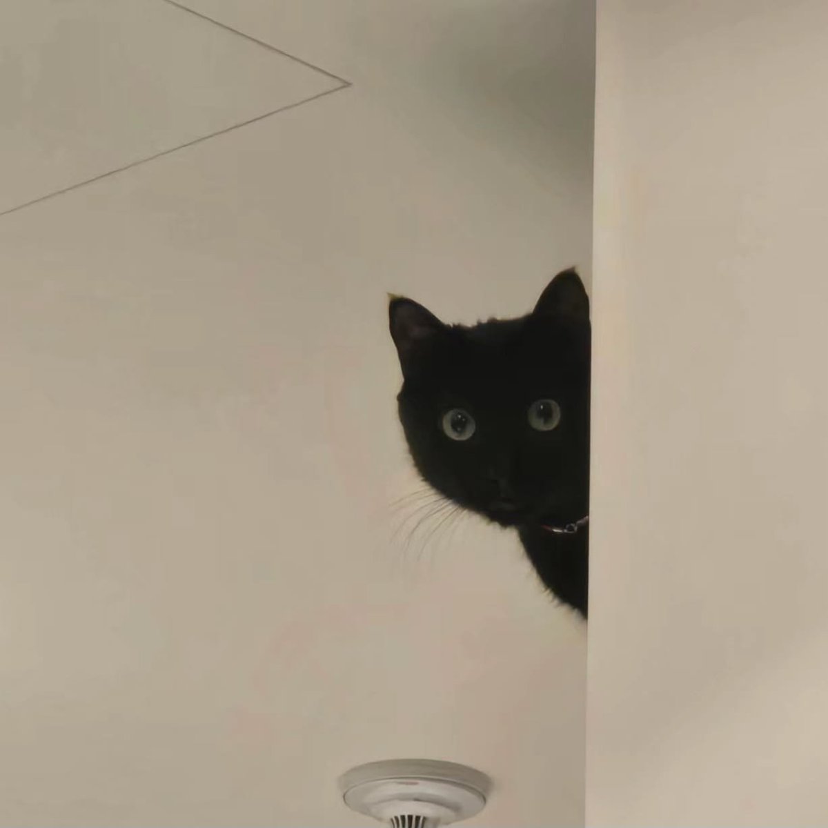 크림슈빵 tweet media