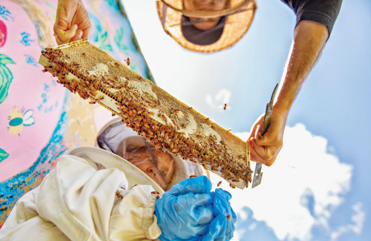 Faeriemagazine's tweet image. Magic isn’t always found in faraway forests, sometimes it hums in city gardens and rooftop hives. 🐝🌿 Discover the hidden enchantment of urban beekeeping and green spaces. #UrbanMagic #Beekeeping #Sustainability 
enchantedlivingmagazine.com/urban-transfor…