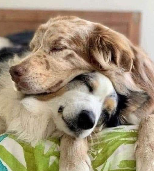 Best in Dogs tweet media