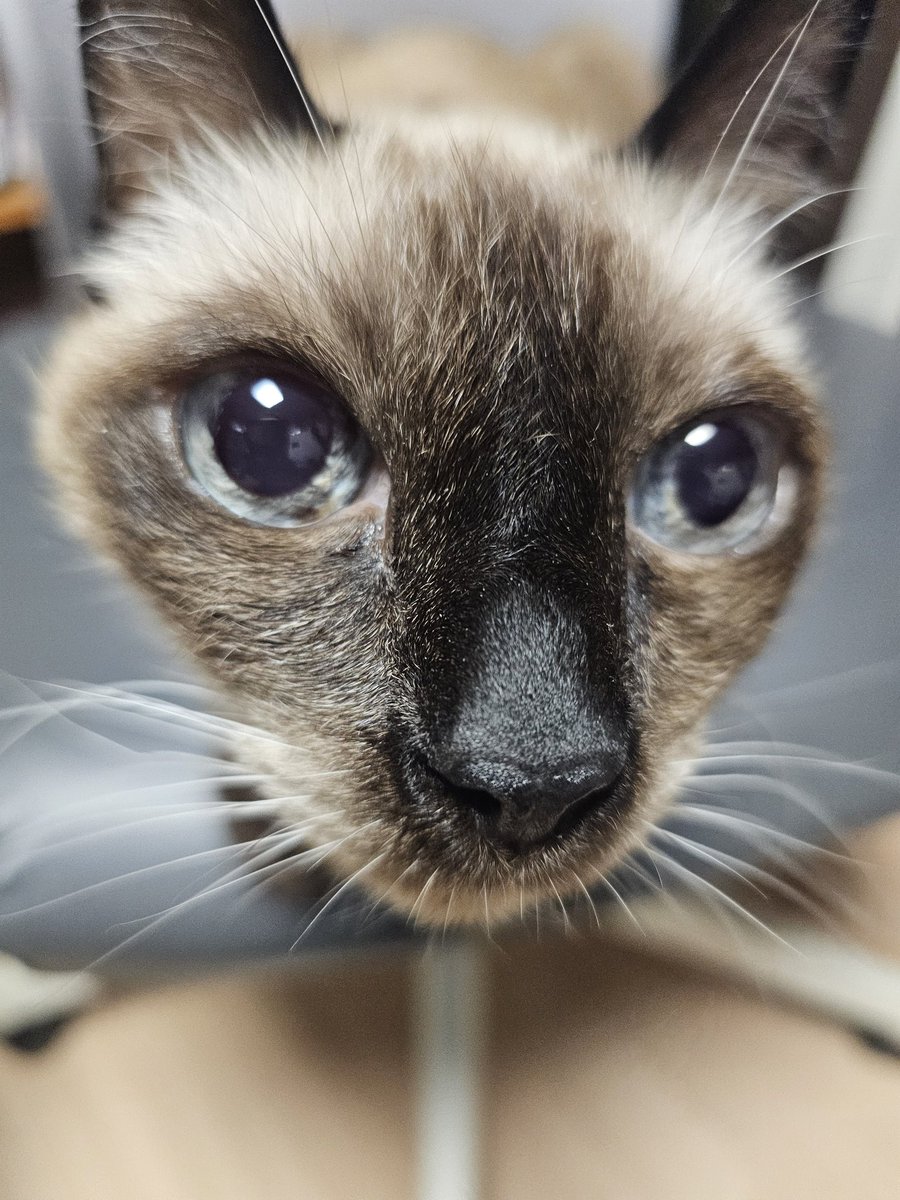 새아재🦅뱅 tweet media