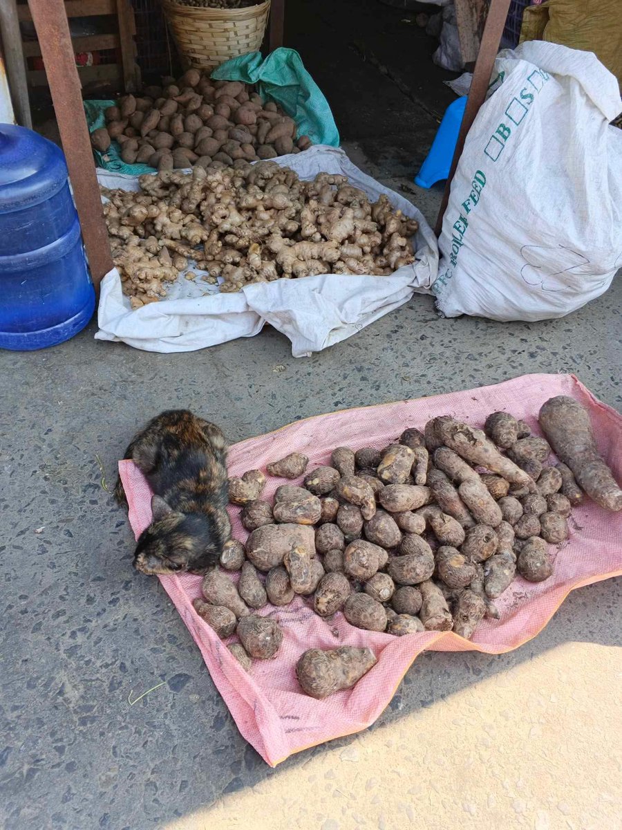 mga pusa sa daan tweet media