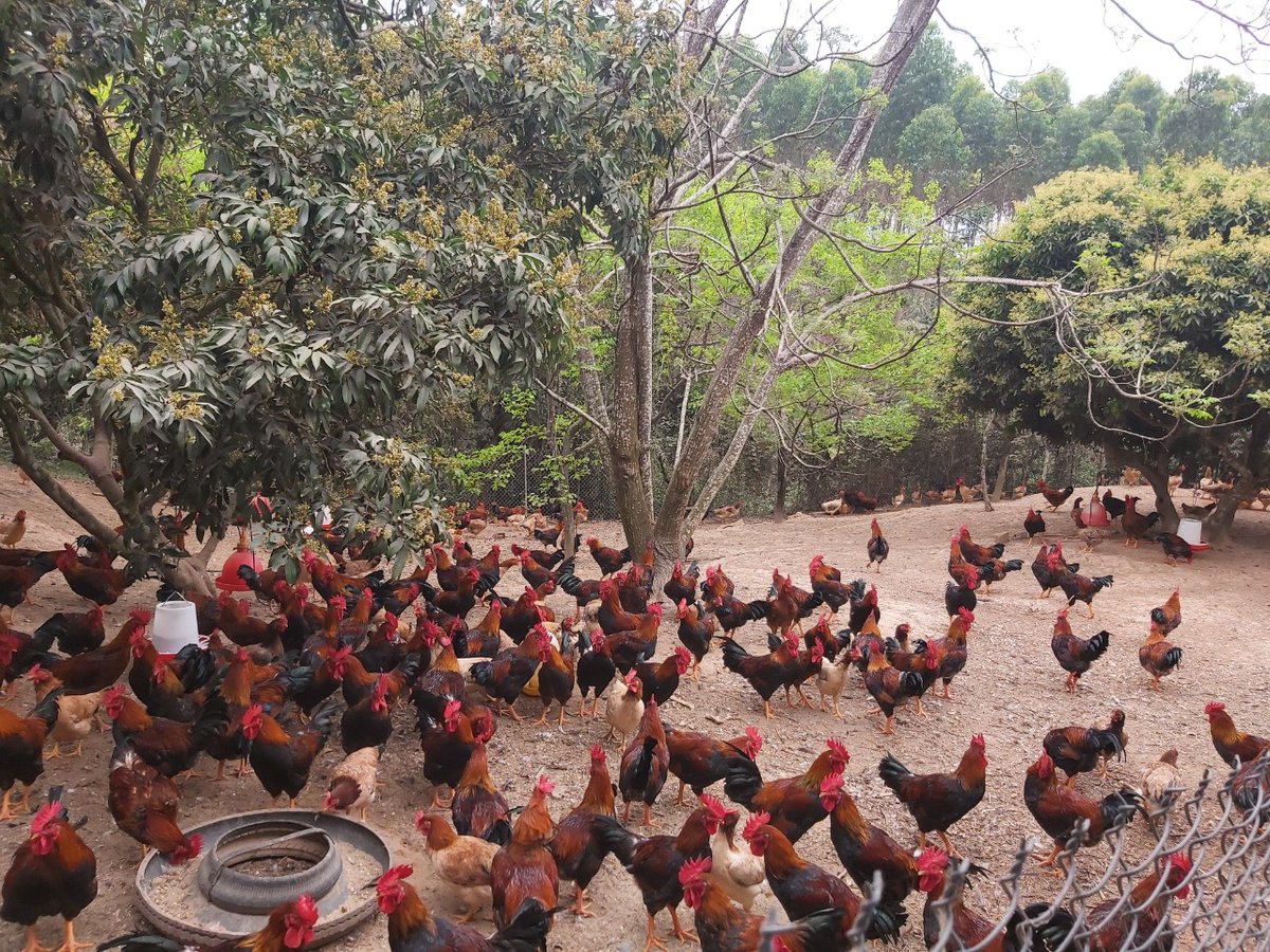 OHRIGAME tweet media