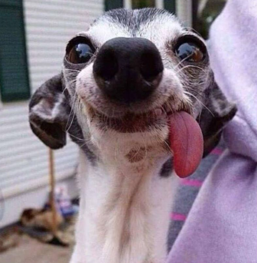 Tweets of Dogs tweet media