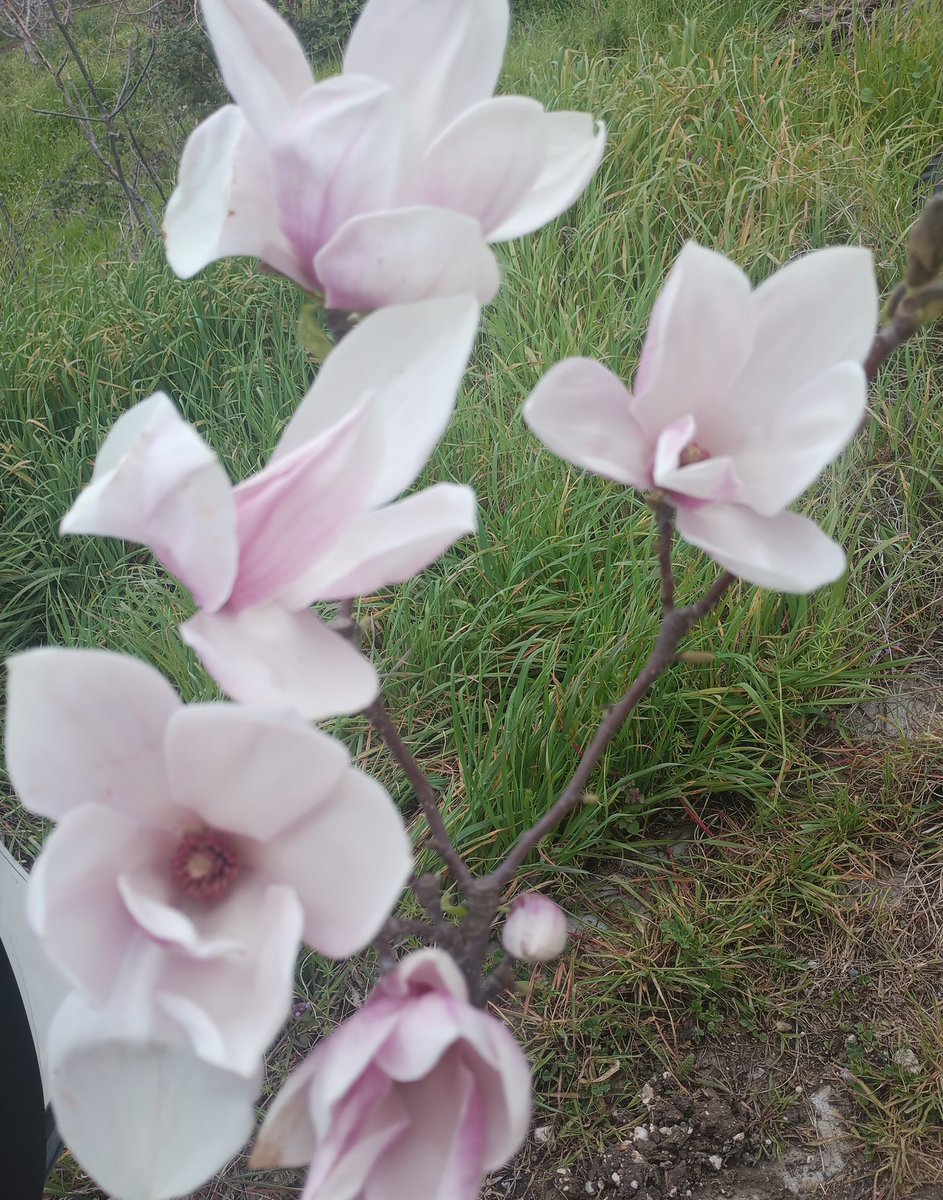 merve lyra tweet media