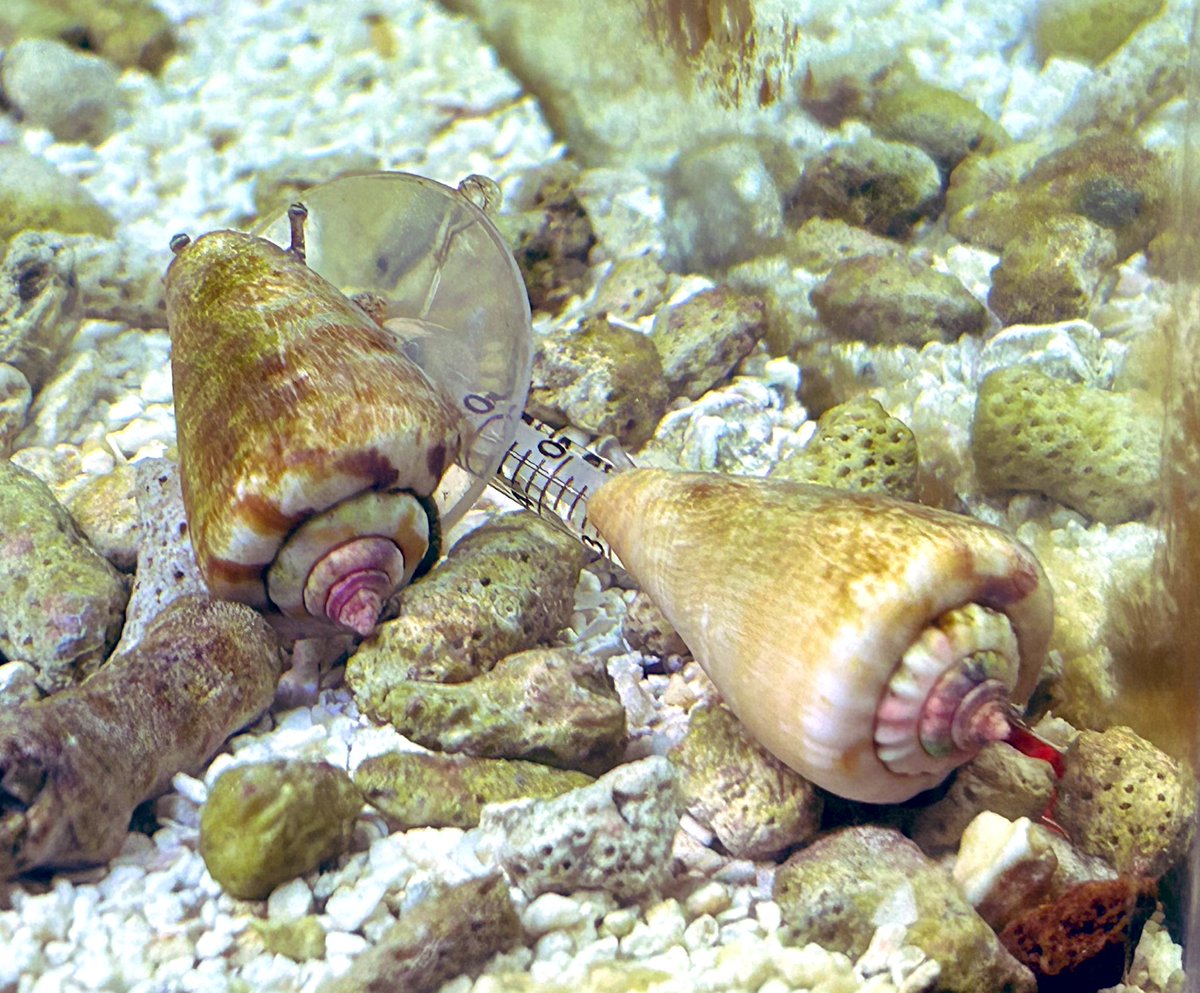 Bugって花井🦈メガマウスアイドル🦈 tweet media