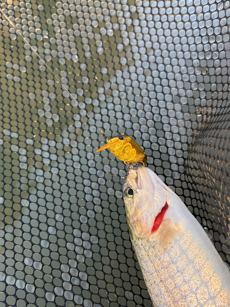 tanacafenakatsu's tweet image. GATEクラピー✖️DLIVEでハラさんカラーとか最高かよ♪

#DLIVE
#GATE
#ハラカラー
#ハラオリ
#FF中津川