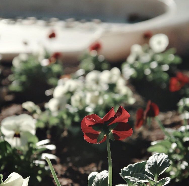 "Yaşarken tuz katmazlar aşına, 
Methiyeler düzerler mezar taşına.”
