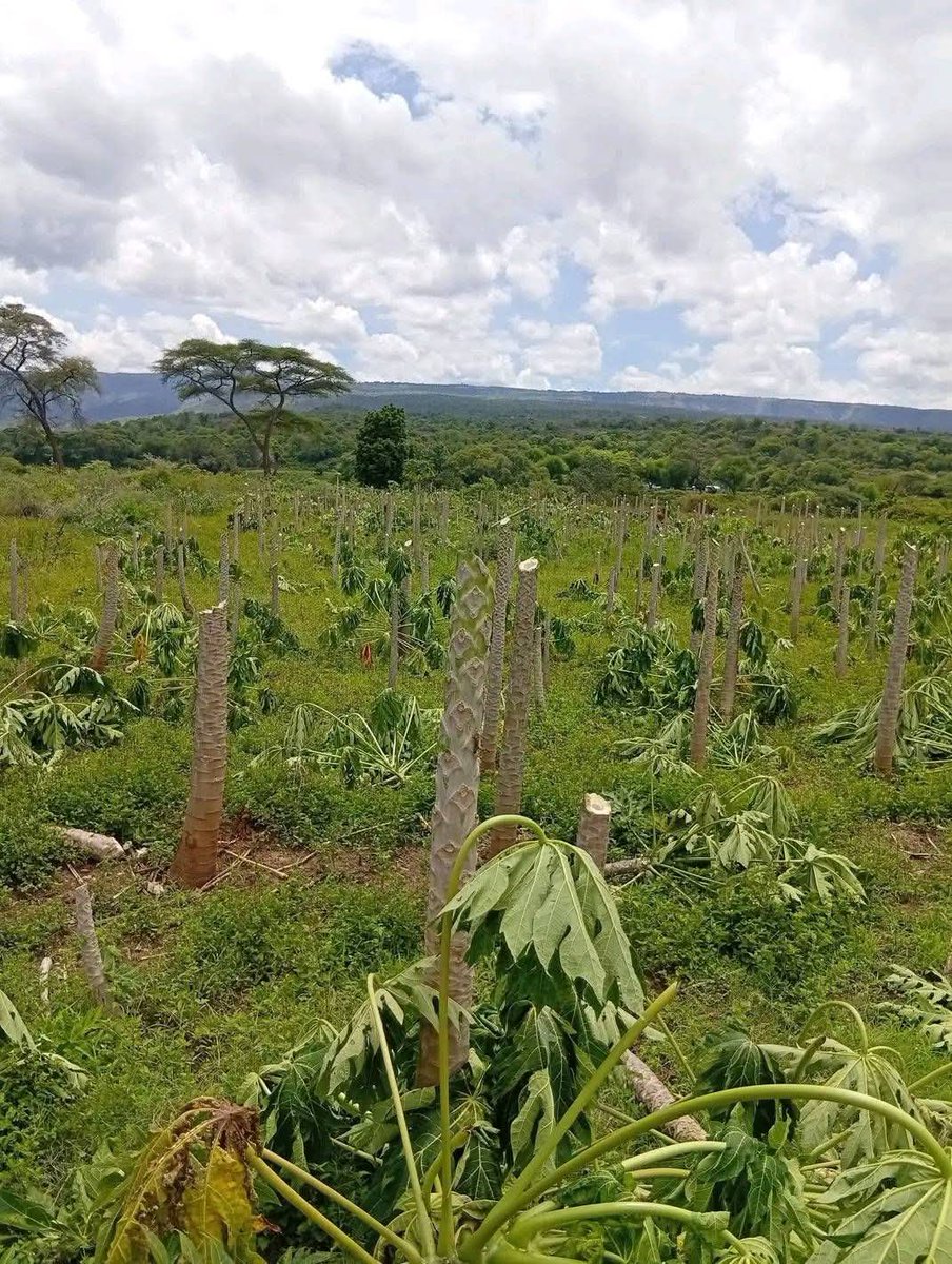 Ⓝⓖ'ⓞⓡⓞⓡⓘⓔⓣ🐐🇰🇪 tweet media