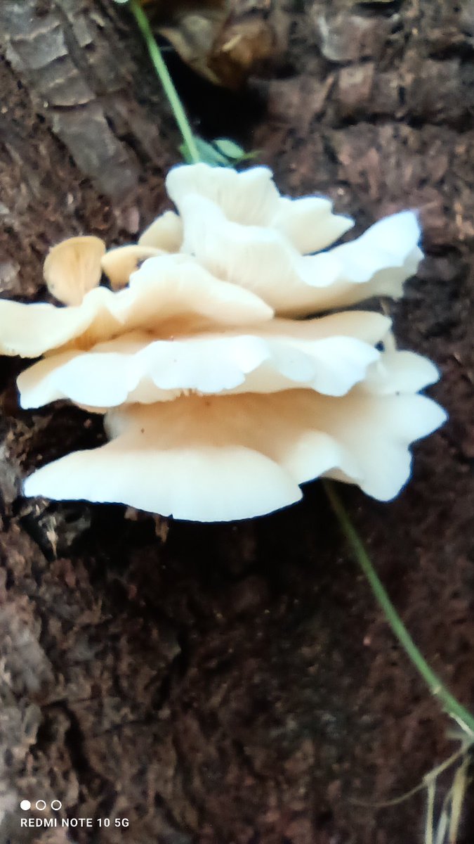 @sebastiaovalad2.n sego quem tem cadiado na pagina tweet media